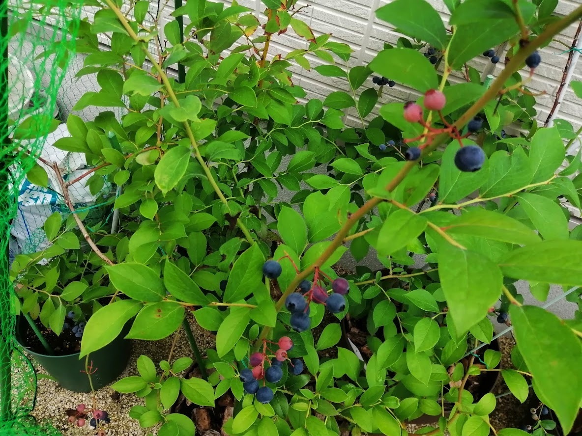 ラビットアイ系ブルーベリーの収穫が本格的にスタート よしのぼりlog