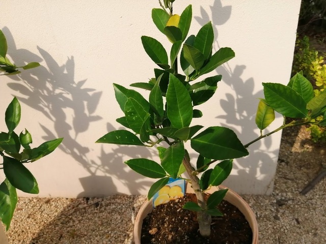 kaju (8).jpg