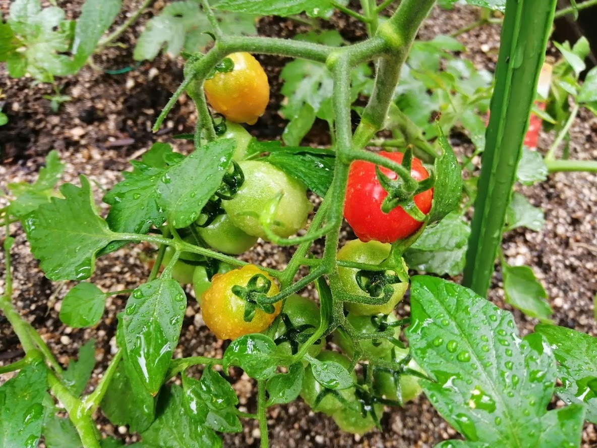 ミニトマト 夏野菜はもうすぐ収穫ができるかな スイカ よしのぼりlog