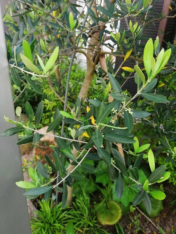 地植えしていたオリーブの木に初めて花の芽がついた よしのぼりlog